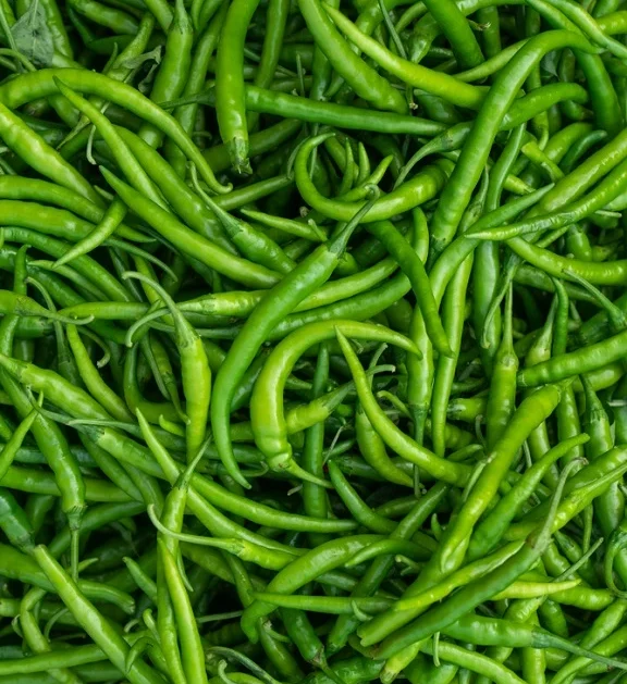 green_chilli_exporter_india